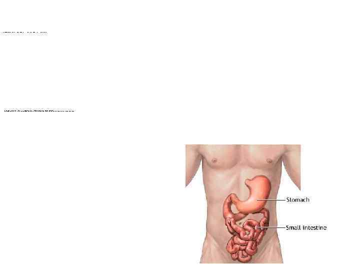 Передвижение пищевой массы в желудке и поступление ее в двенадцатиперстную кишку осуществляется за счет
