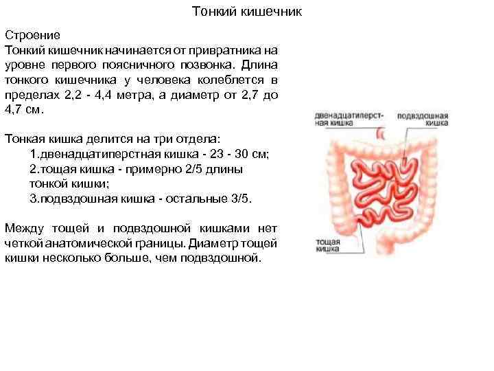 Строение толстого кишечника человека фото с описанием