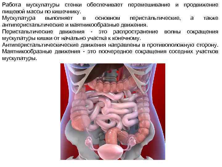 Волнообразные сокращения стенок кишечника