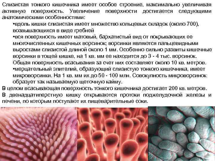 Слизистая тонкого кишечника имеет особое строение, максимально увеличивая активную поверхность. Увеличение поверхности достигается следующими