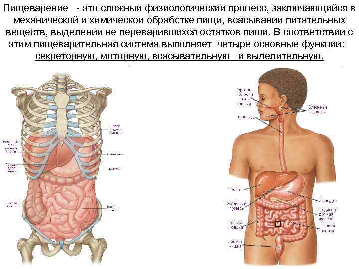 Пищеварение это. Пищеварение. Процесс пищеварения. Пищеварение это процесс механической и химической переработки пищи. Пищеварение сложный физиологический процесс.