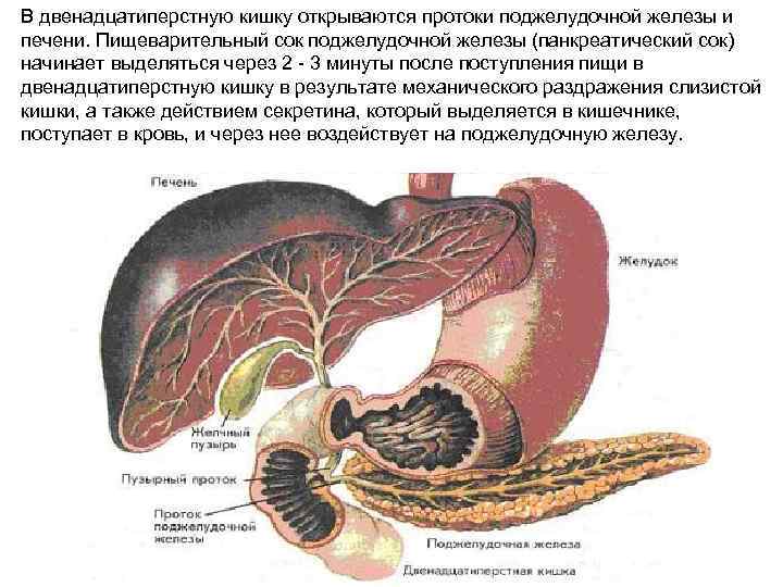 В двенадцатиперстную кишку открываются протоки поджелудочной железы и печени. Пищеварительный сок поджелудочной железы (панкреатический
