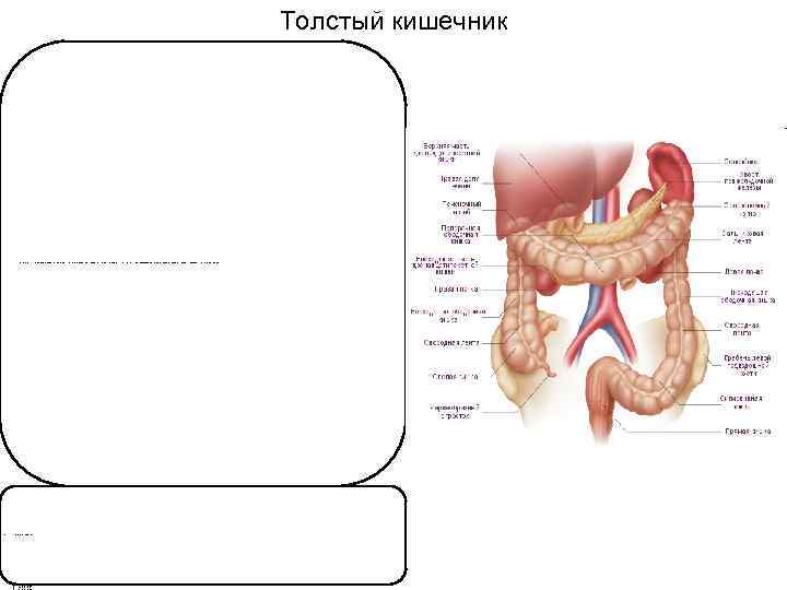 Толстый кишечник следует за тонкой кишкой, имеет больший диаметр (около 7 см в начальном