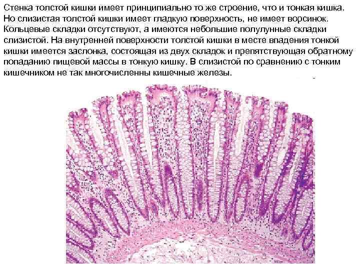 Стенка толстой кишки имеет принципиально то же строение, что и тонкая кишка. Но слизистая