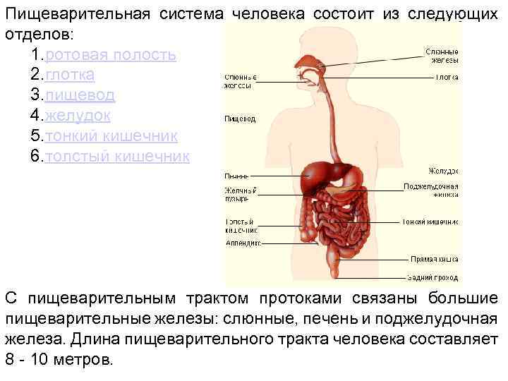 Пищеварительная система человека состоит из следующих отделов: 1. ротовая полость 2. глотка 3. пищевод