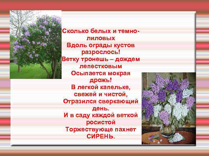 Сколько белых и темнолиловых Вдоль ограды кустов разрослось! Ветку тронешь – дождем лепестковым Осыпается