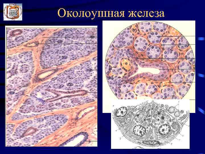 Лактирующая молочная железа гистология