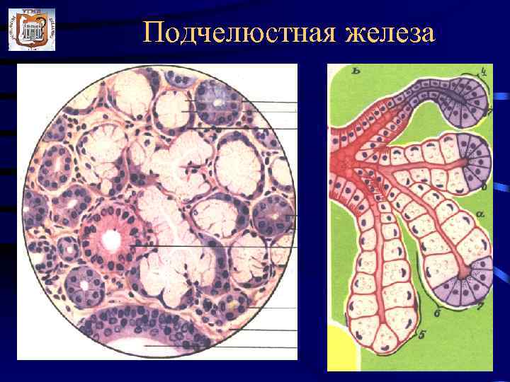 Подчелюстная железа 