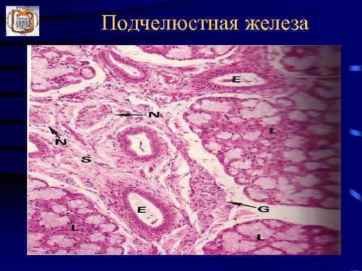 Подчелюстная железа. Поднижнечелюстная слюнная железа гистология препарат. Подчелюстная слюнная железа гистология. Поднижнечелюстная железа гистология препарат. Подчелюстная железа гистология препарат.