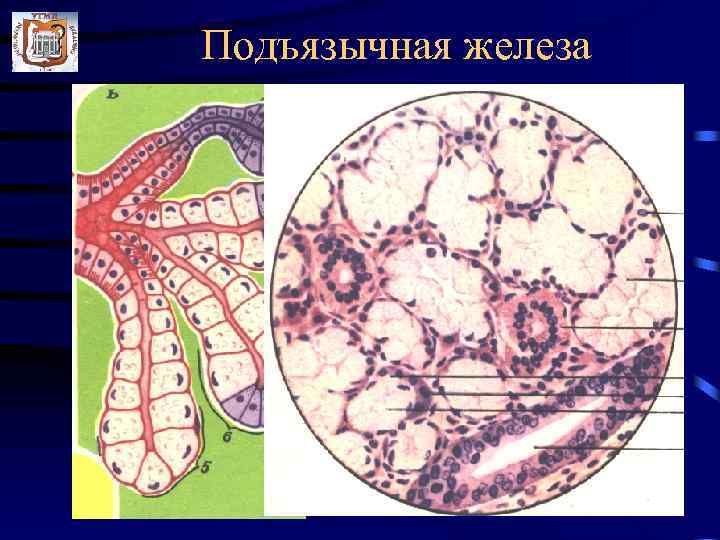 Железа гистология