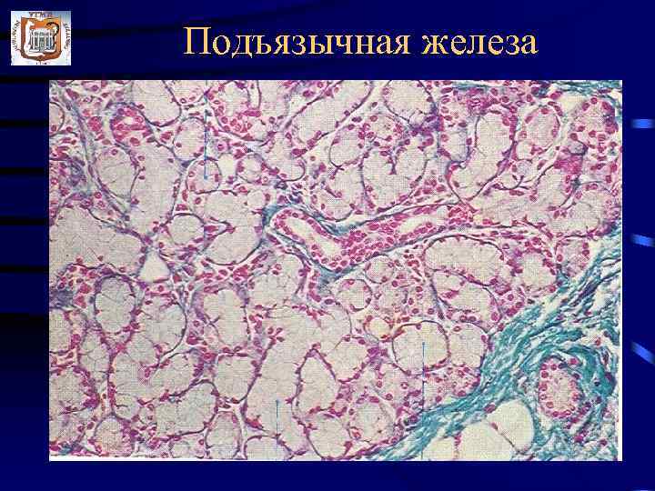 Предстательная железа презентация гистология