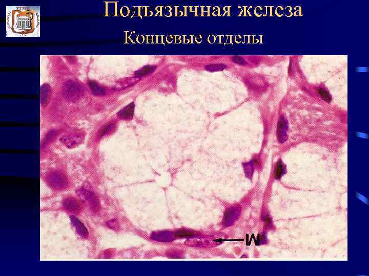 Подъязычная железа Концевые отделы 
