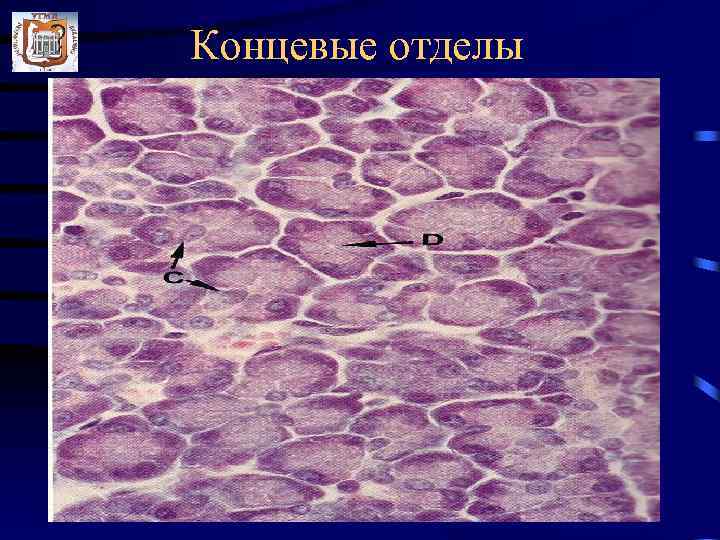 Концевые отделы 