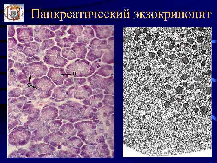 Панкреатический экзокриноцит 