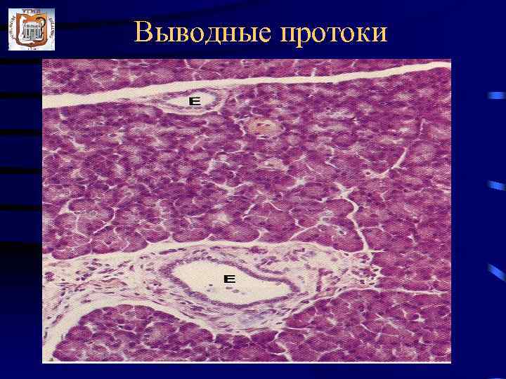 Выводные протоки 