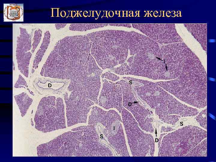 Молочная железа схема гистология