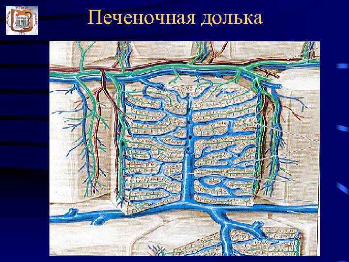 Печеночная долька 