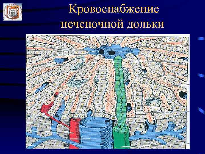 Кровоснабжение печеночной дольки 