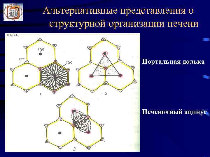 Альтернативные представления о структурной организации печени Портальная долька Печеночный ацинус 