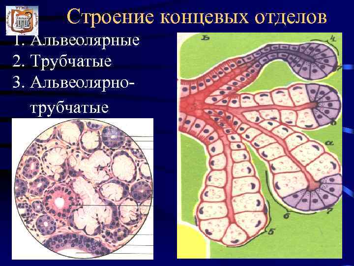 Схема строения трубчатого гименофора