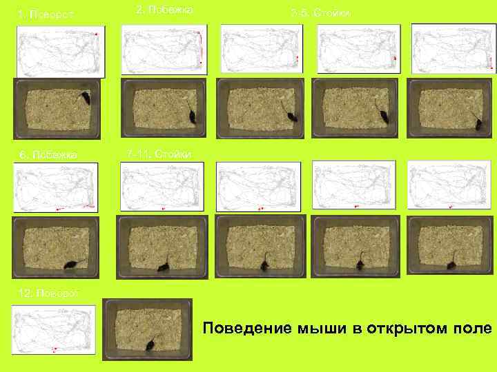 Мыши поведение. Методика открытого поля. Метод открытого поля в зоопсихологии. Тест открытое поле. Установка открытое поле для крыс.