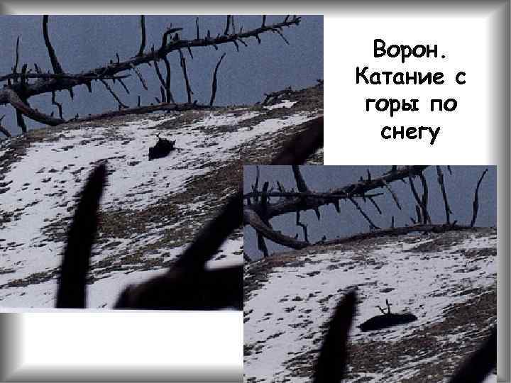 Ворон. Катание с горы по снегу 