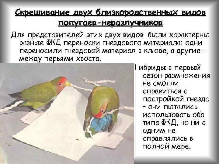 Скрещивание двух близкородственных видов попугаев-неразлучников Для представителей этих двух видов были характерны разные ФКД