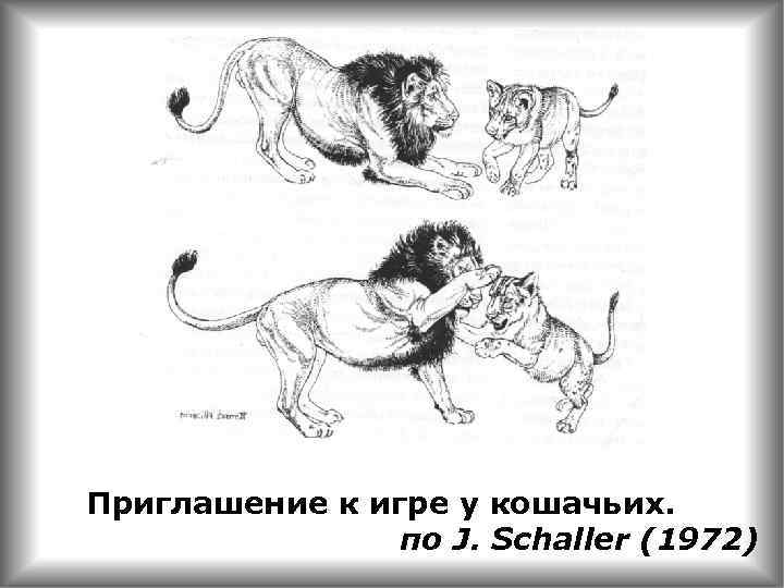 Приглашение к игре у кошачьих. по J. Schaller (1972) 