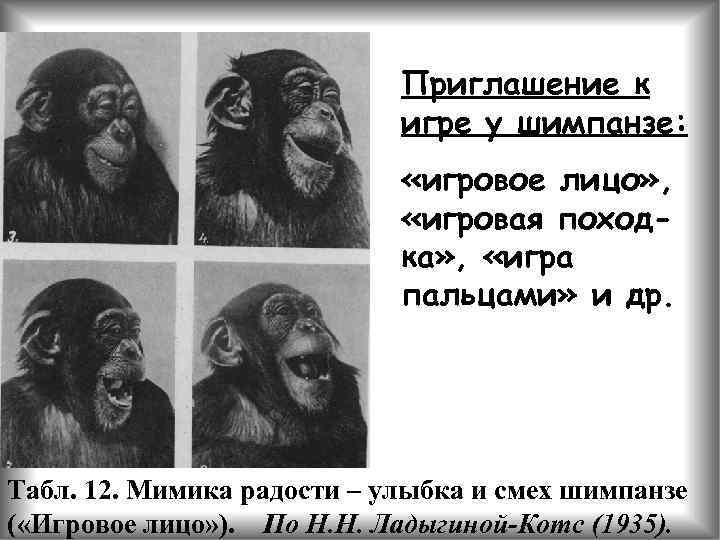 Приглашение к игре у шимпанзе: «игровое лицо» , «игровая походка» , «игра пальцами» и