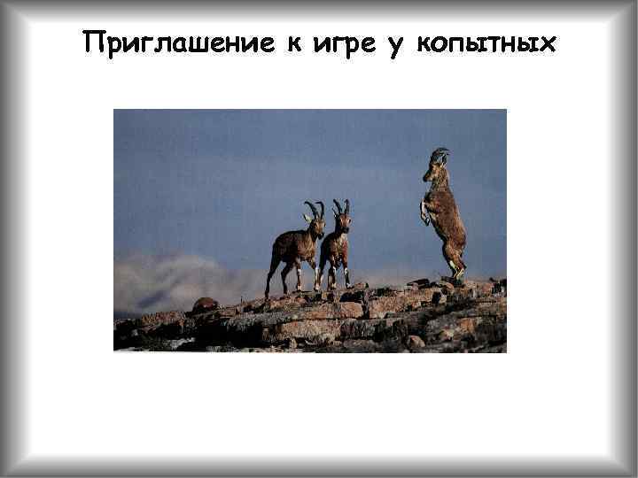 Приглашение к игре у копытных 