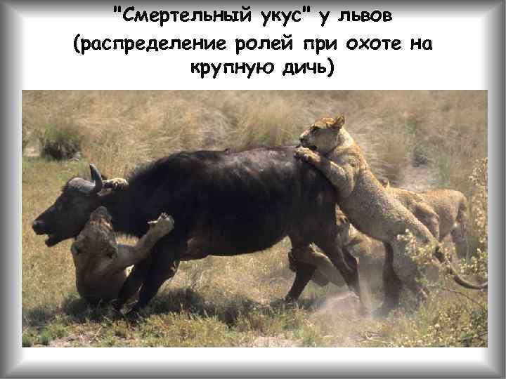 "Смертельный укус" у львов (распределение ролей при охоте на крупную дичь) 