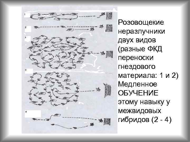 Розовощекие неразлучники двух видов (разные ФКД переноски гнездового материала: 1 и 2) Медленное ОБУЧЕНИЕ