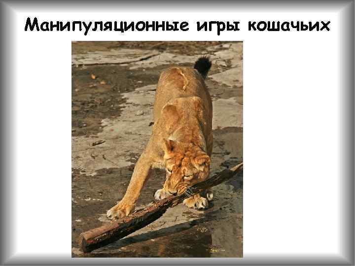 Манипуляционные игры кошачьих 