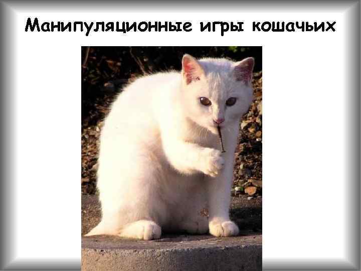 Манипуляционные игры кошачьих 