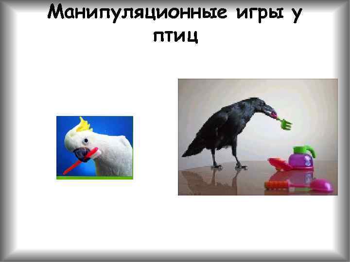 Манипуляционные игры у птиц 
