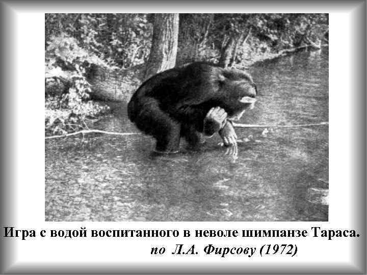 Игра с водой воспитанного в неволе шимпанзе Тараса. по Л. А. Фирсову (1972) 