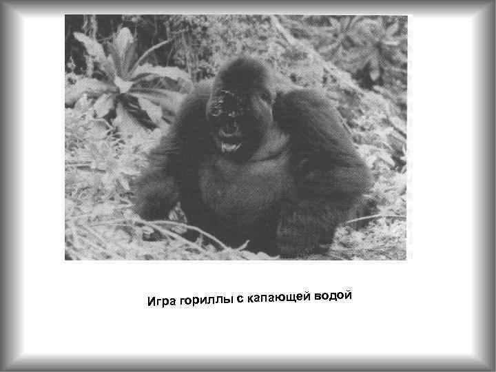 Стр 138 дой Игра гориллы с капающей во 