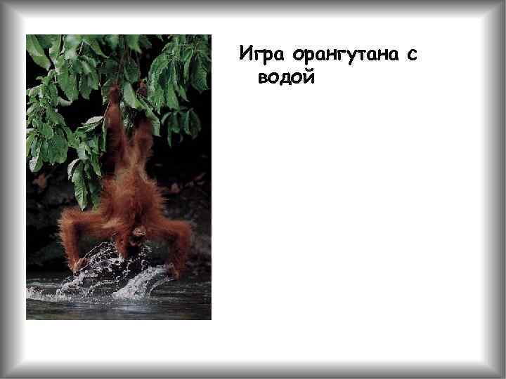Игра орангутана с водой 
