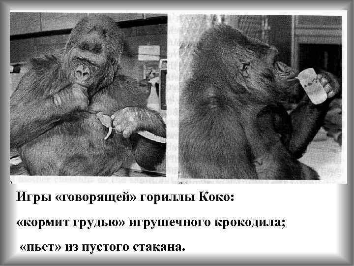 Игры «говорящей» гориллы Коко: «кормит грудью» игрушечного крокодила; «пьет» из пустого стакана. 