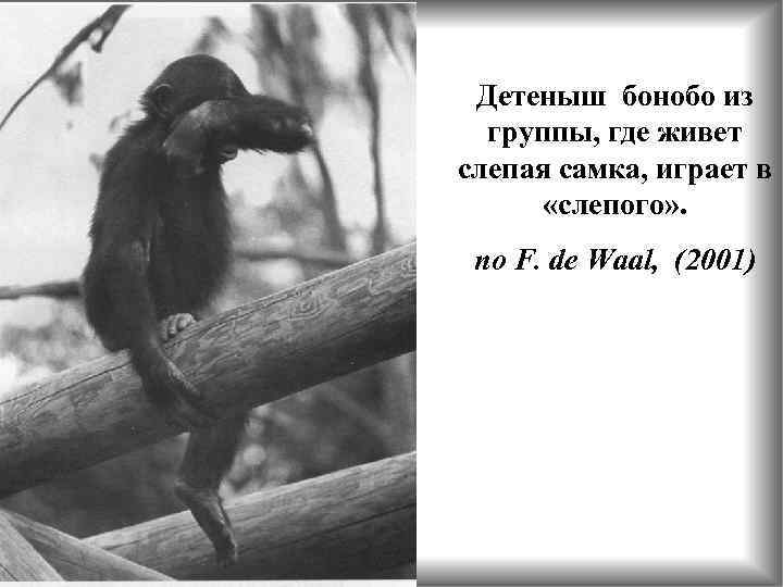 Детеныш бонобо из группы, где живет слепая самка, играет в «слепого» . по F.