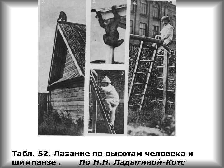 Табл. 52. Лазание по высотам человека и шимпанзе. По Н. Н. Ладыгиной-Котс 