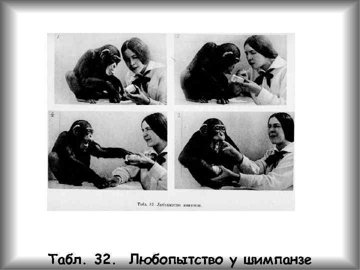 Табл. 32. Любопытство у шимпанзе 