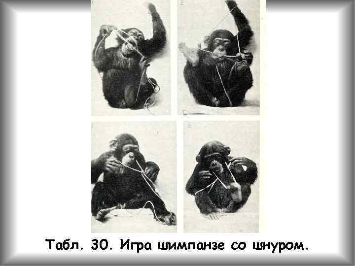 Табл. 30. Игра шимпанзе со шнуром. 