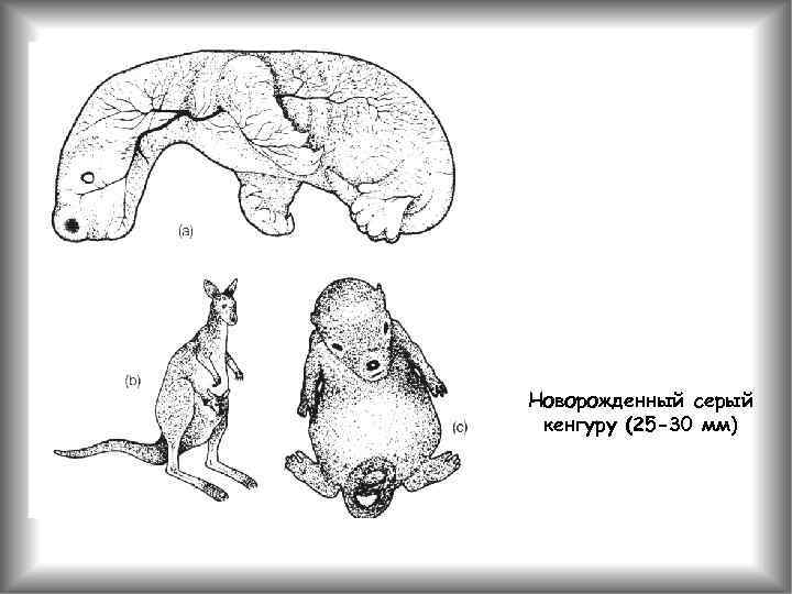 4 на рисунке изображены животные. Онтогенез кенгуру. Формирование поведения животных в онтогенезе. Онтогенез поведения собаки. Детское поведение животных в онтогенезе.