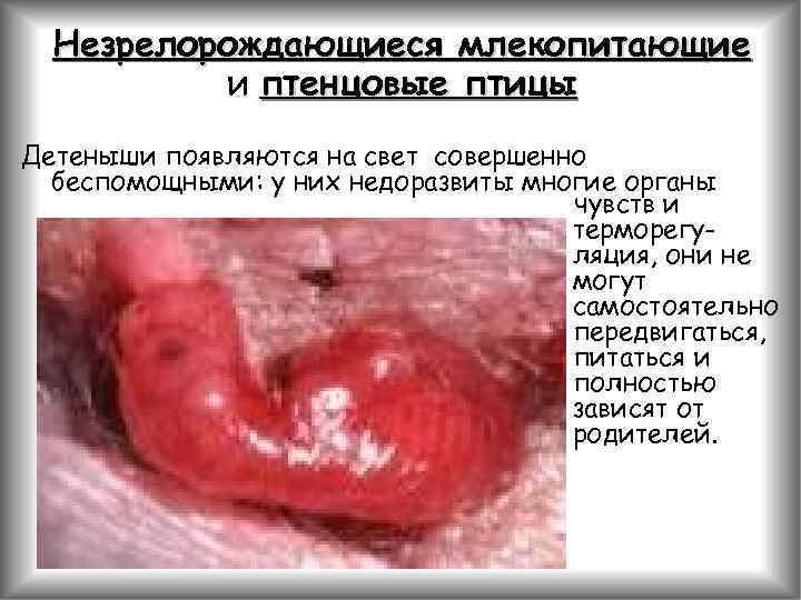Незрелорождающиеся млекопитающие и птенцовые птицы Детеныши появляются на свет совершенно беспомощными: у них недоразвиты