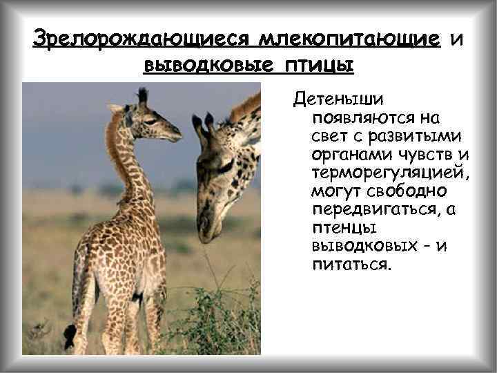 Зрелорождающиеся млекопитающие и выводковые птицы Детеныши появляются на свет с развитыми органами чувств и
