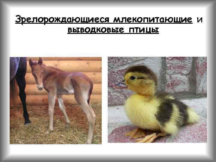 Зрелорождающиеся млекопитающие и выводковые птицы 