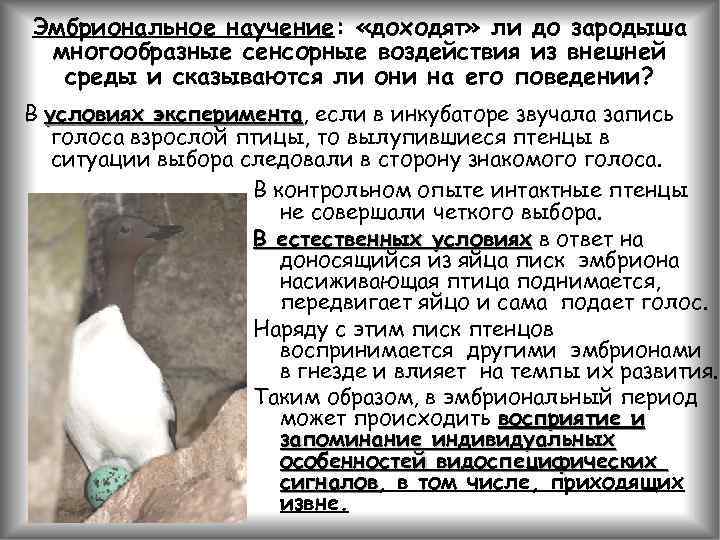 Эмбриональное научение: «доходят» ли до зародыша многообразные сенсорные воздействия из внешней среды и сказываются