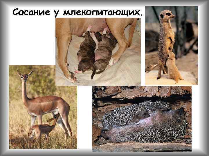 Сосание у млекопитающих. 