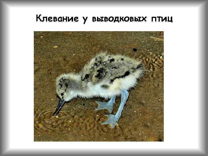 Клевание у выводковых птиц 